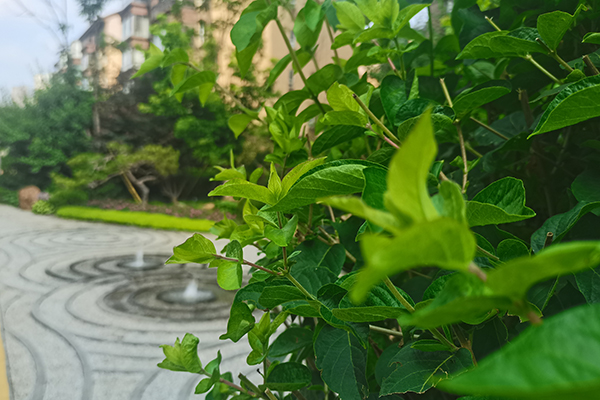 沈阳墓地扫墓预约流程指南：保障权益，维护秩序